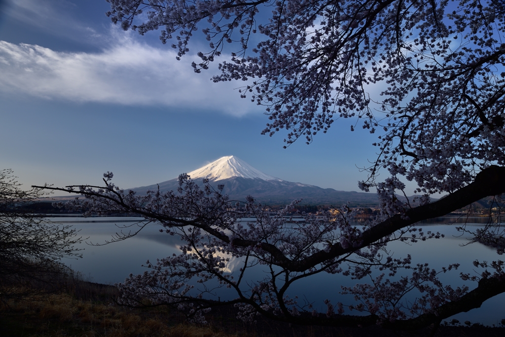 ”桜絶景”