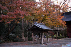 渋く魅せる寺院の紅葉