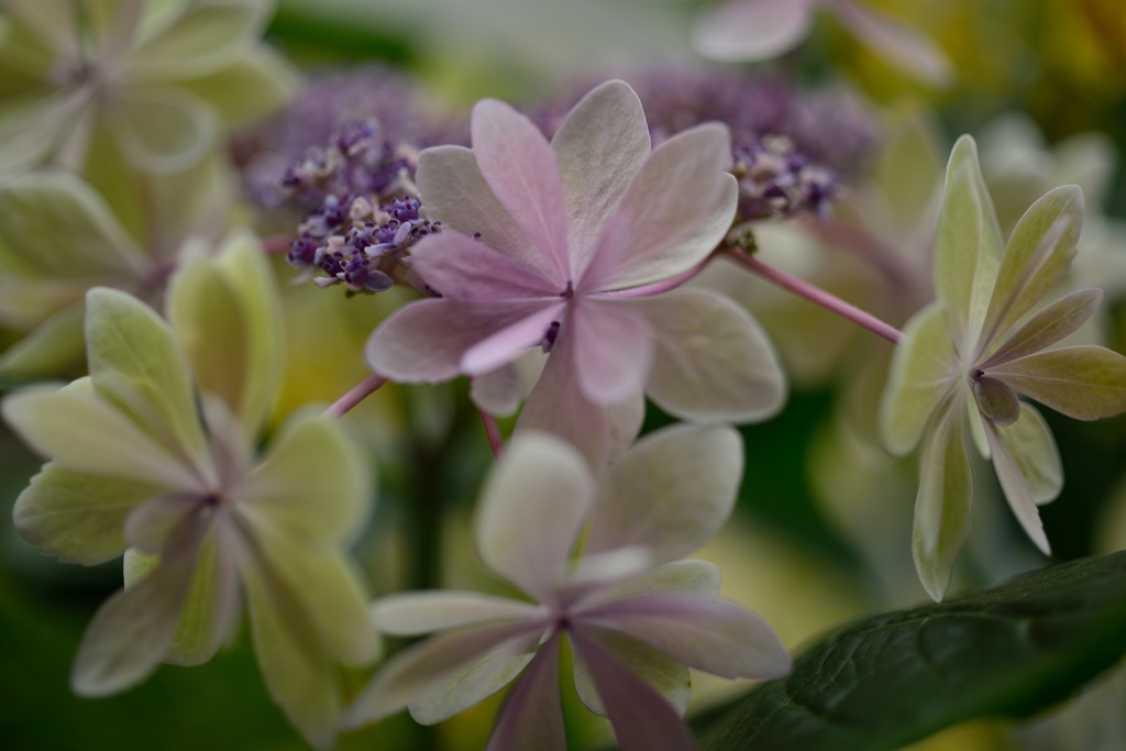 ”舞う紫陽花”