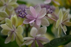 ”舞う紫陽花”