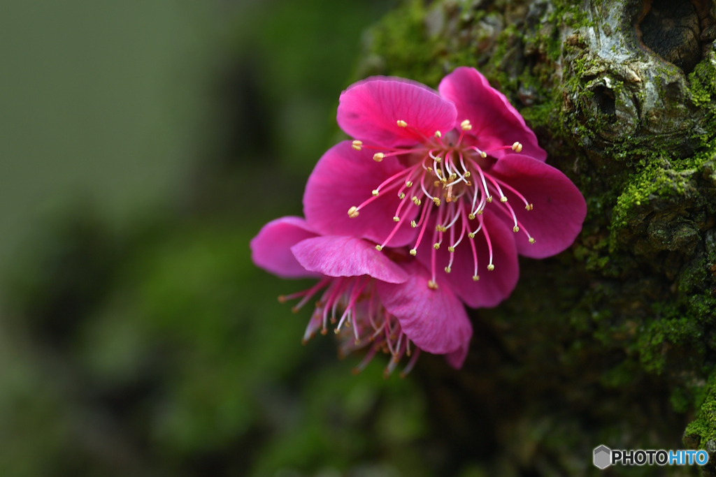 苔むす幹から豊潤な