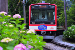 箱根 あじさい電車