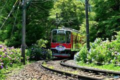 箱根あじさい電車