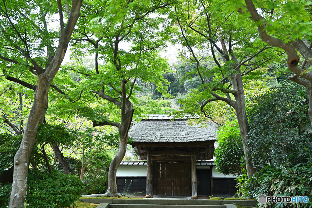 円覚寺居士林のモミジ