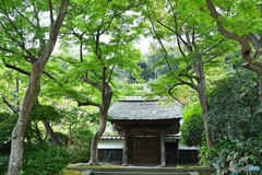 円覚寺居士林のモミジ