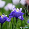 紫の高貴さ漂う花菖蒲
