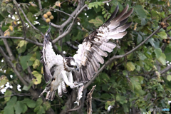 アユを捕らえ着枝Ⅱ