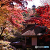 紅に染まる三渓園