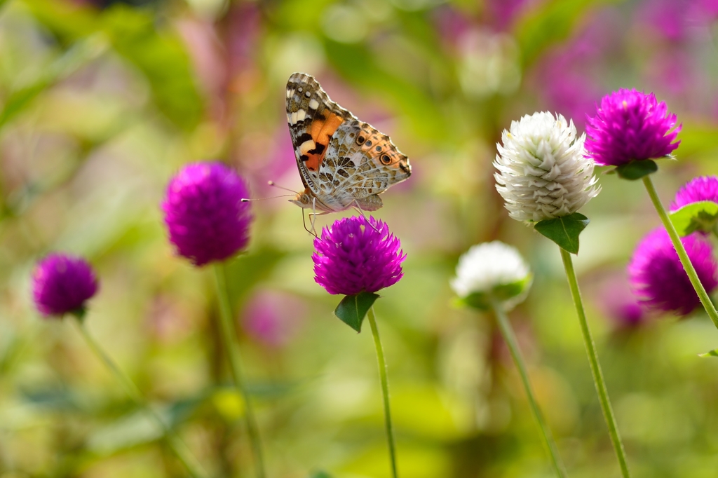 ”センニチコウ”