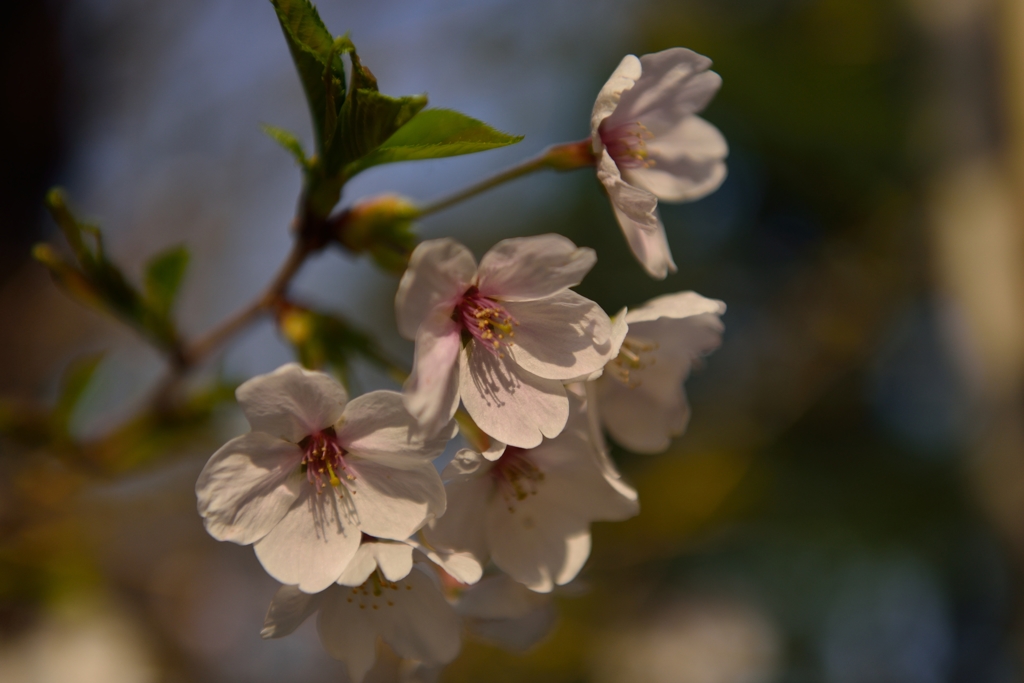 ”高尾の山桜”