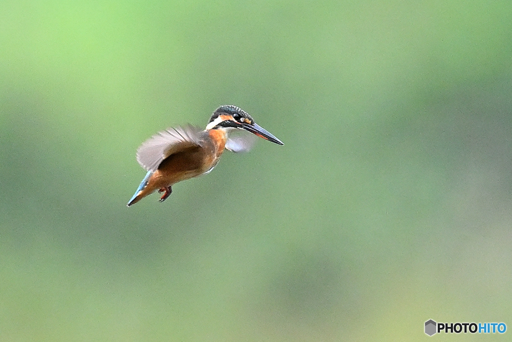 河川敷でホバル翡翠