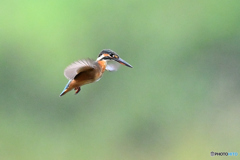 河川敷でホバル翡翠