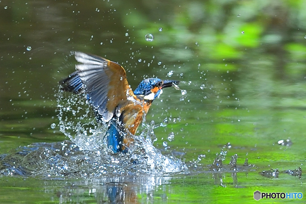 若の激しい水飛沫