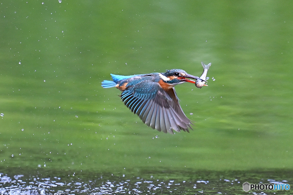 魚を咥えて離水