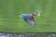 魚を咥えて離水