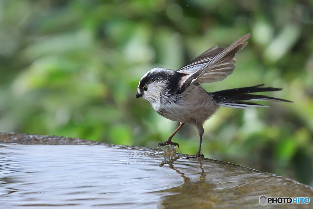 何だ。。水飴だ！