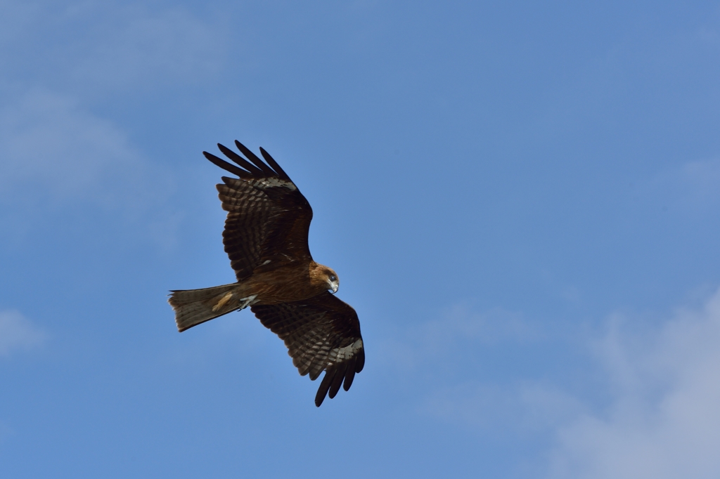 ”獲物を狙うトンビ”