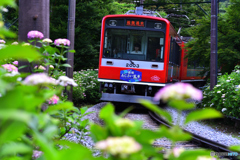 紫陽花に包まれた”あじさい電車”　