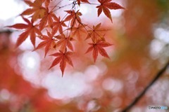”今が旬” 秋化粧のモミジ