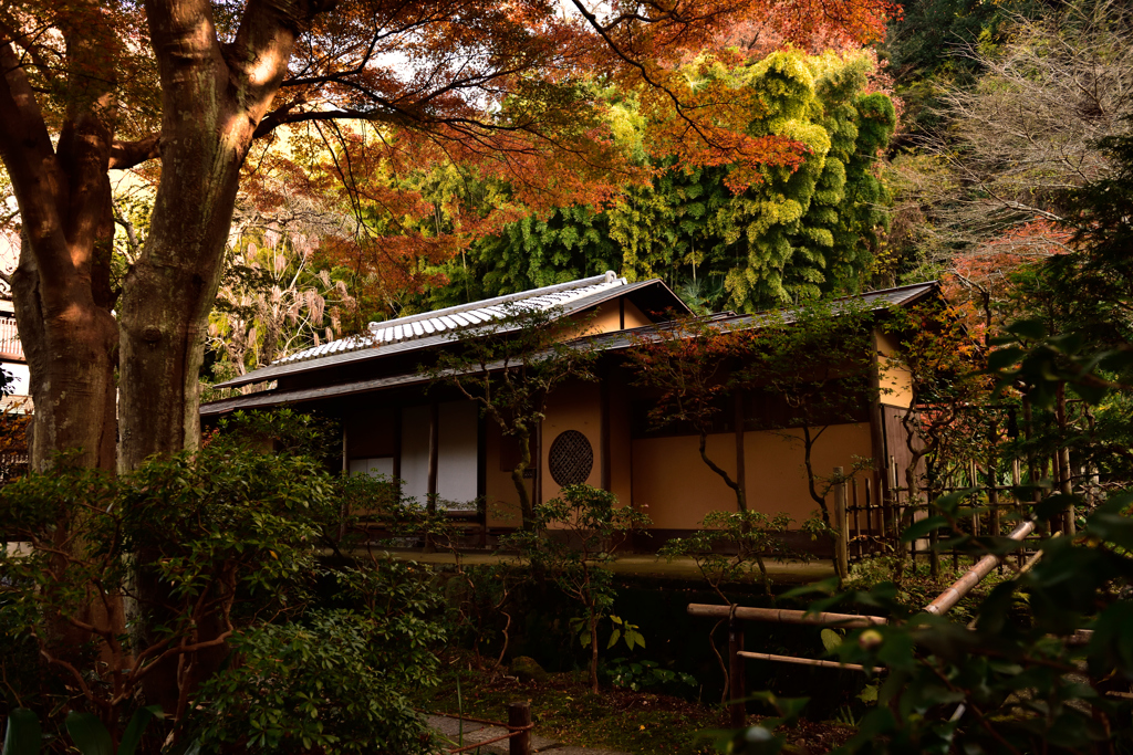 紅葉と竹林