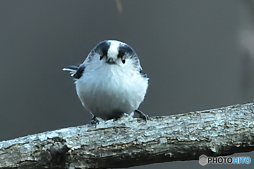 だるまさん見つけ！