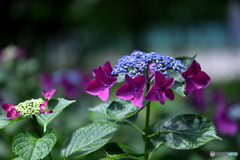 ワインレッドの西洋紫陽花 