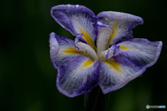 透過し花の器