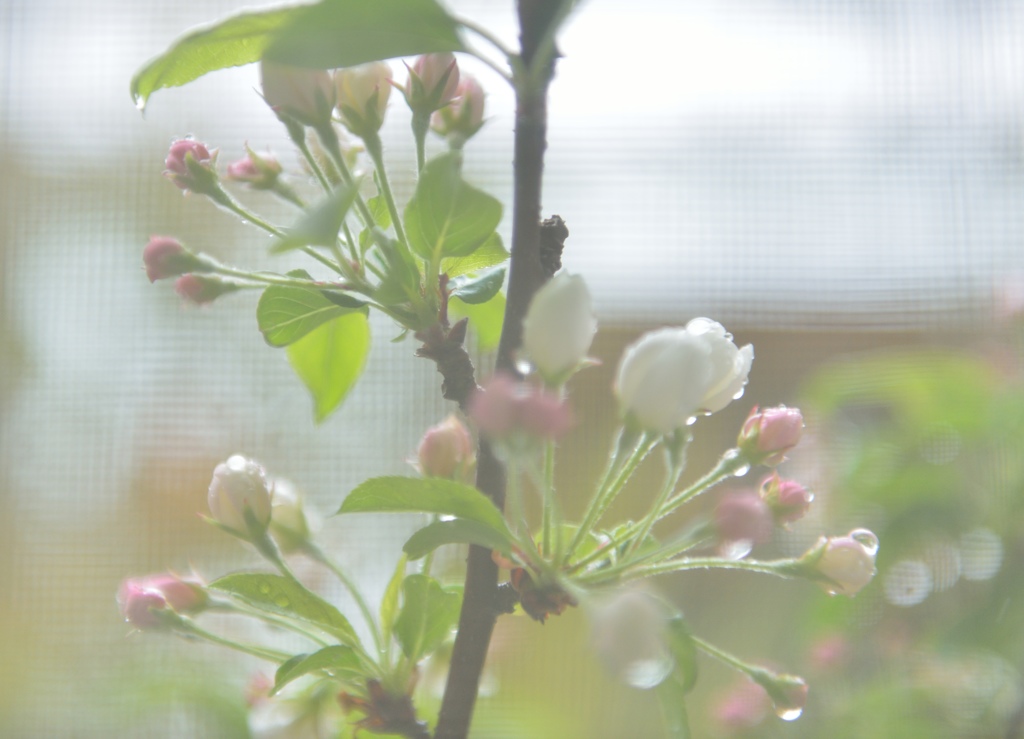 "新型フィルター”