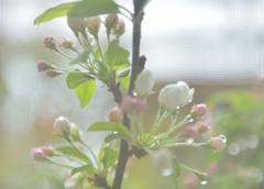 "新型フィルター”