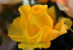 ~踊りましょう～