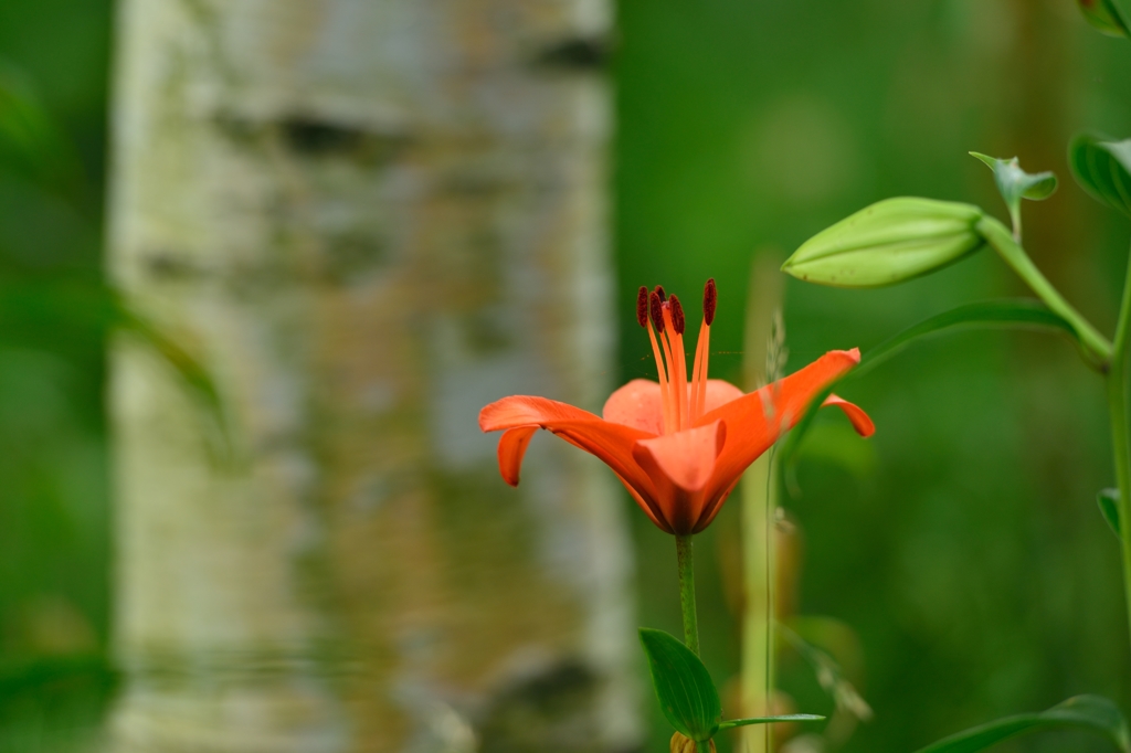"高原に咲くゆり（2）”