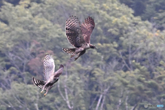 熊鷹がもう一羽飛び出た