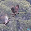 熊鷹がもう一羽飛び出た