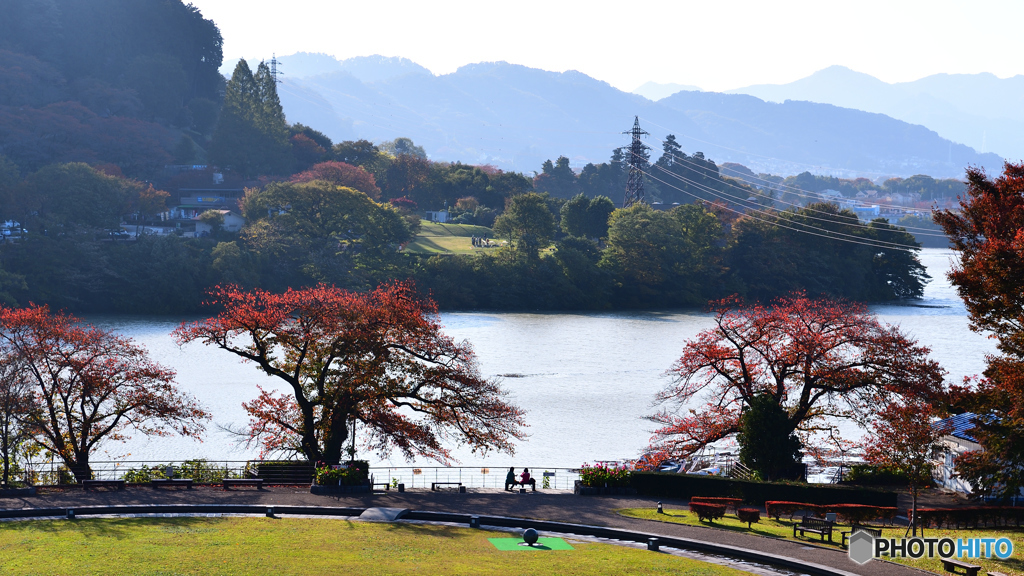 桜も燃える