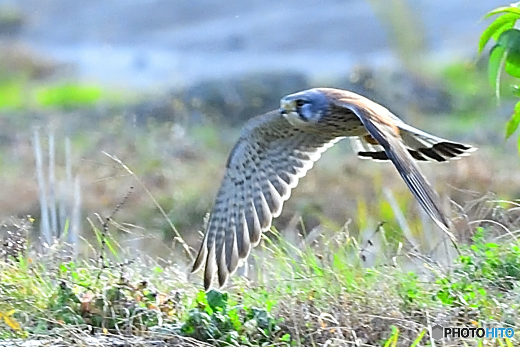 野を飛び回る