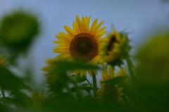 ”蟻と向日葵（2）”