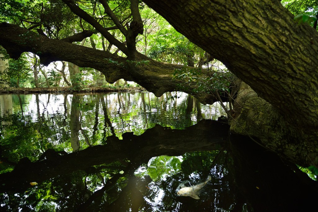 ～映る～無量光寺（湧水の池）