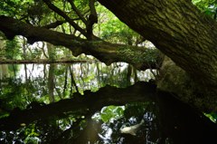 ～映る～無量光寺（湧水の池）