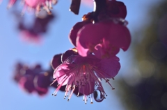 ”雪・氷～水滴に”