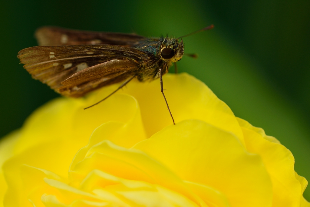 ”セセリ君が主役”