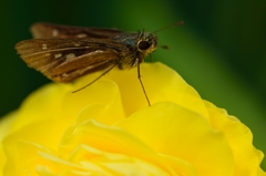 ”セセリ君が主役”