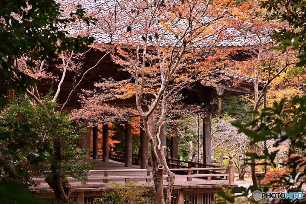 鎌倉のモミジ寺