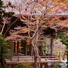 鎌倉のモミジ寺