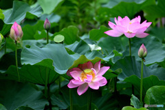 それぞれ魅せる蓮花