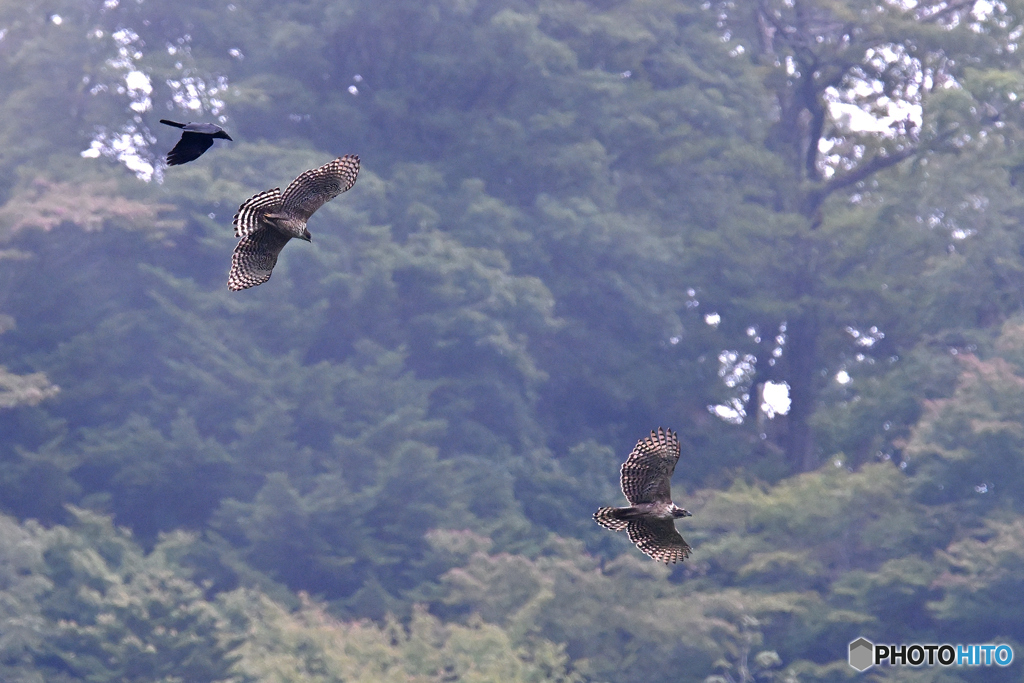 森の秋季運動会