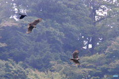 森の秋季運動会