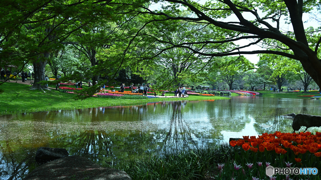 名残の花筏がある湖面