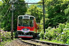 箱根あじさい電車Ⅱ