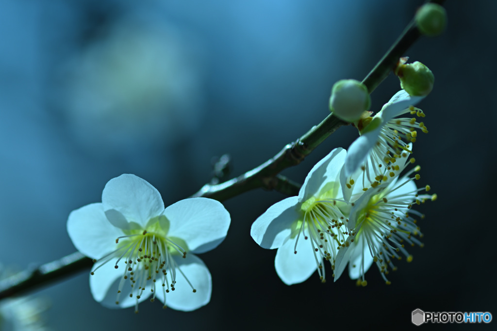 弾ける緑愕梅蕊花火