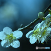 弾ける緑愕梅蕊花火